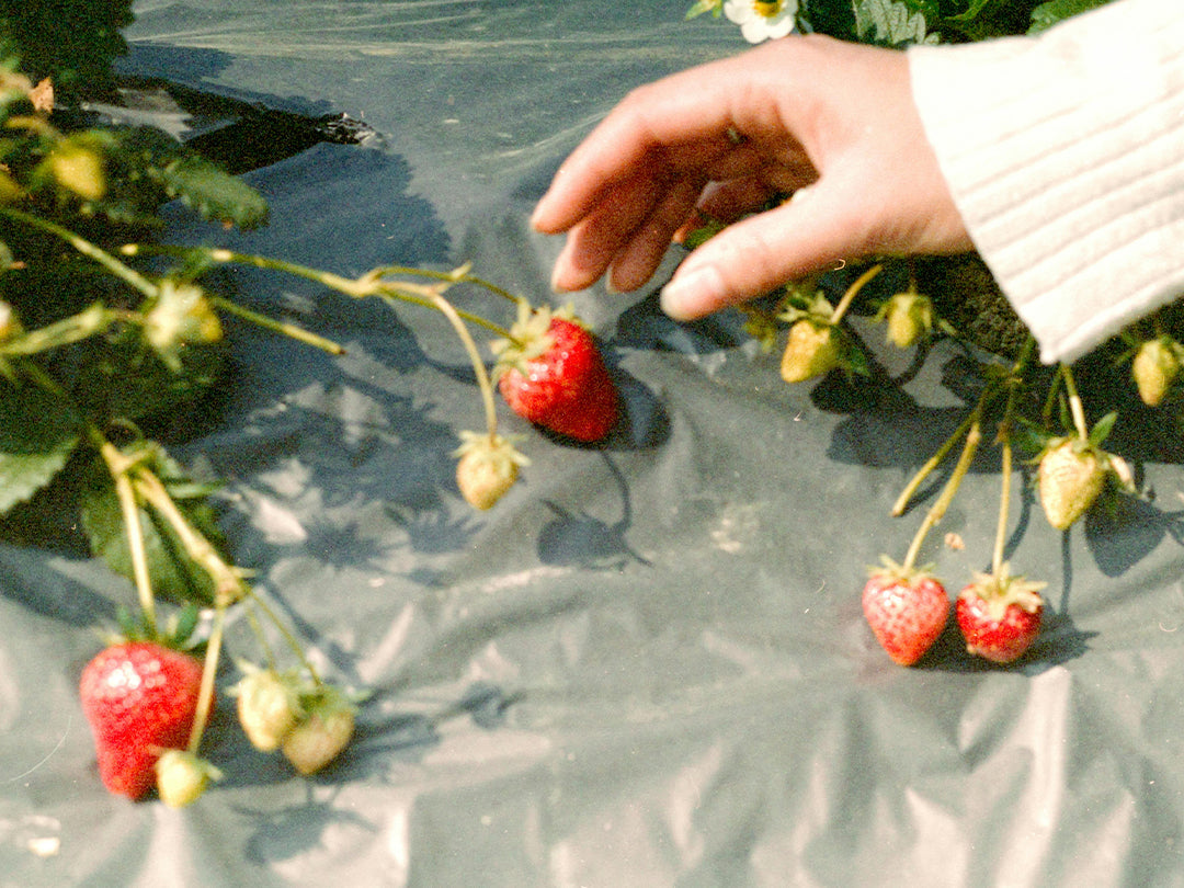 The Sweet Story of Strawberries: A Berry with Flavor, History, and Health Benefits